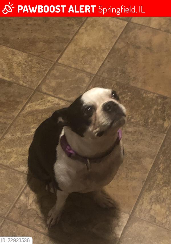 Lost Male Dog last seen East Edwards street Springfield IL, Springfield, IL 62703