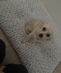 Lost Female Dog last seen Wilmington and 110th st, Los Angeles, CA 90059
