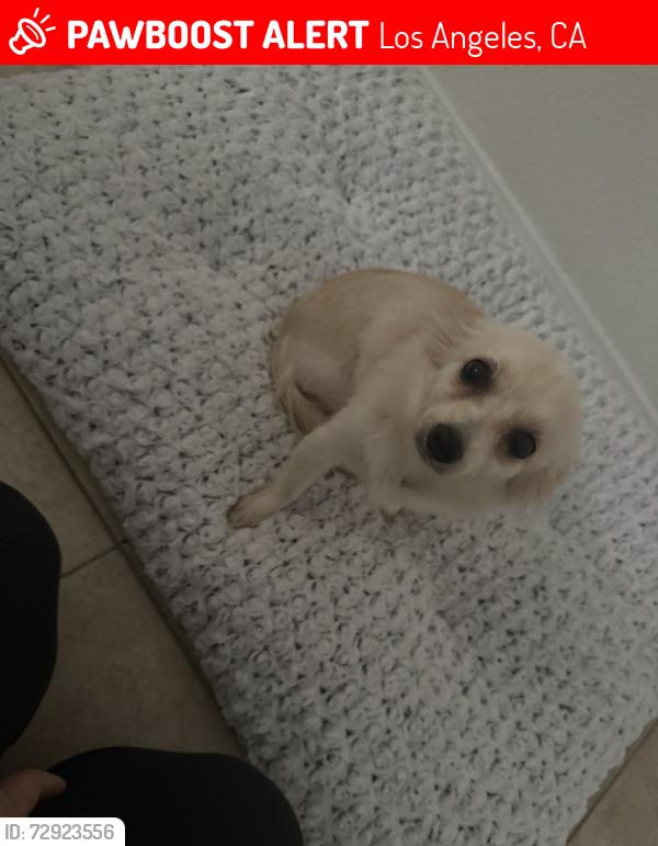 Lost Female Dog last seen Wilmington and 110th st, Los Angeles, CA 90059