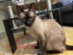 Reunited Male Cat last seen Fairmount and Columbus , Martha Cooper Library, Tucson, AZ 85712
