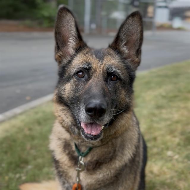 Shelter Stray Female Dog last seen Near BLOCK CEDAR MOUNTAIN PL SE, RENTON WA 98058, Kent, WA 98032