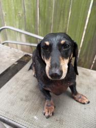 Lost Male Dog last seen Near Shropshire blvd, Austin, TX 78753
