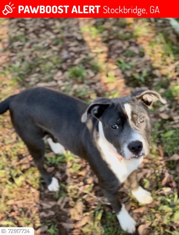 Lost Female Dog last seen Near Hwy 138 sw Stockbridge Ga 30281, Stockbridge, GA 30281