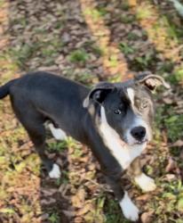 Lost Female Dog last seen Near Hwy 138 sw Stockbridge Ga 30281, Stockbridge, GA 30281