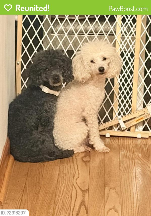 Reunited Male Dog last seen Near n 105th st, Milwaukee, WI 53224