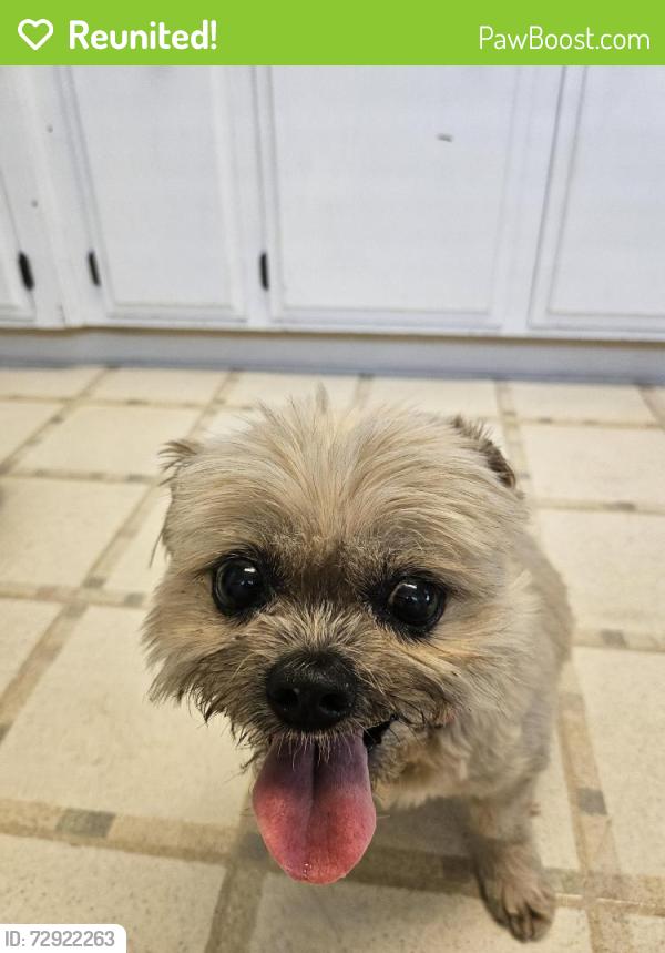 Reunited Female Dog last seen Wallace Rd, West Salem, Oregon, Salem, OR 97304