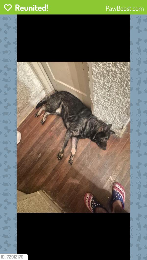 Reunited Male Dog last seen Near west kings highway , San Antonio, TX 78212