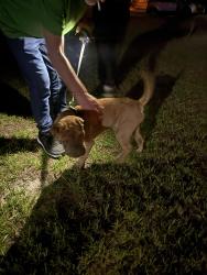 Found/Stray Male Dog last seen Newmark and Humphrey blvd, Deltona, FL 32738
