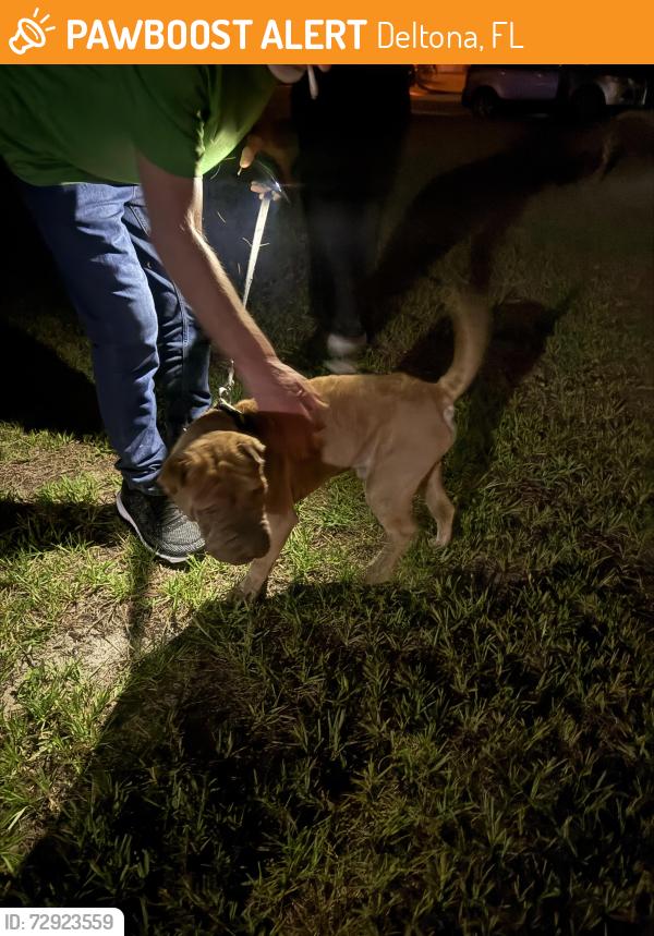 Found/Stray Male Dog last seen Newmark and Humphrey blvd, Deltona, FL 32738