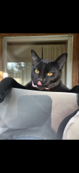 Lost Female Cat last seen Delta 9, Kalispell, MT 59901