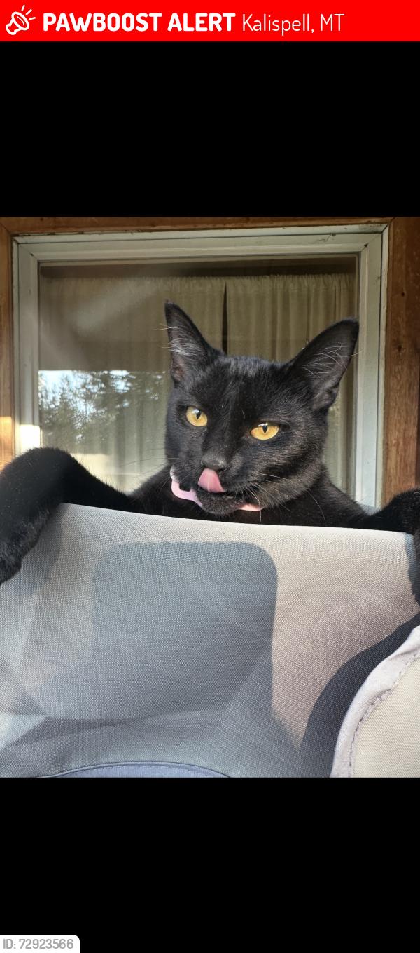 Lost Female Cat last seen Delta 9, Kalispell, MT 59901