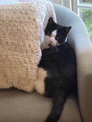 Reunited Male Cat last seen Holmard street, Gaithersburg, MD 20878