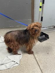 Shelter Stray Female Dog last seen Near BLOCK E MAGNOLIA DR TALLAHASSEE FL 32301, Tallahassee, FL 32311