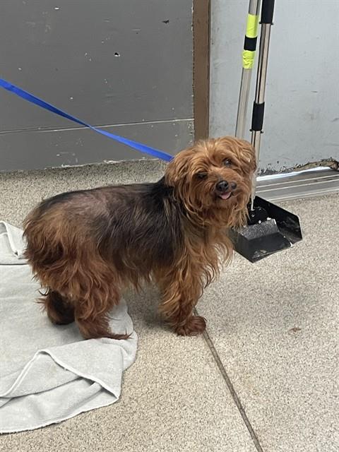 Shelter Stray Female Dog last seen Near BLOCK E MAGNOLIA DR TALLAHASSEE FL 32301, Tallahassee, FL 32311