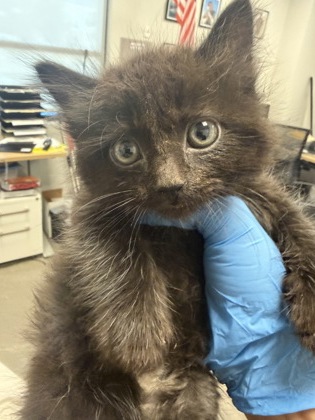 Shelter Stray Unknown Cat last seen E Redondo Ave & S Carmel Ave, Del Rey Zone Fresno CO 3 93616, CA, Fresno, CA 93706