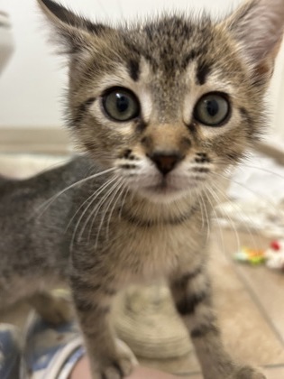 Shelter Stray Male Cat last seen Near Joseph Ct, Decatur 30032, 30032, GA, Atlanta, GA 30341