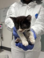 Shelter Stray Female Cat last seen Oakland, CA , Oakland, CA 94601