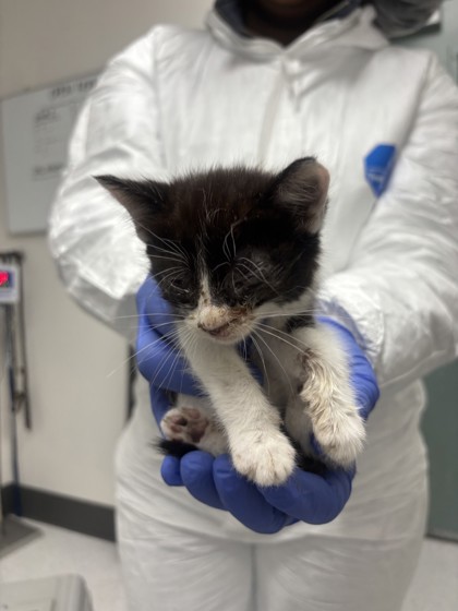 Shelter Stray Female Cat last seen Oakland, CA , Oakland, CA 94601