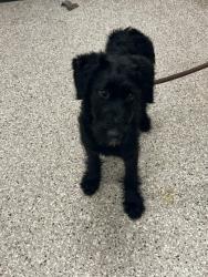 Shelter Stray Female Dog last seen Gastonia, NC 28052, Gastonia, NC 28052