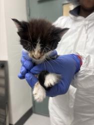 Shelter Stray Male Cat last seen Oakland, CA , Oakland, CA 94601