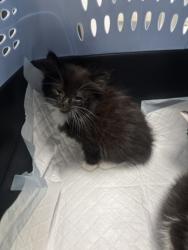 Shelter Stray Unknown Cat last seen Oakland, CA , Oakland, CA 94601