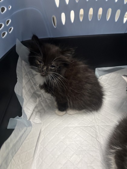Shelter Stray Unknown Cat last seen Oakland, CA , Oakland, CA 94601