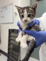 Shelter Stray Female Cat last seen Oakland, CA , Oakland, CA 94601