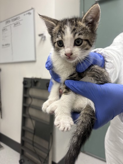 Shelter Stray Female Cat last seen Oakland, CA , Oakland, CA 94601