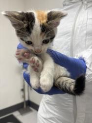 Shelter Stray Male Cat last seen Oakland, CA , Oakland, CA 94601