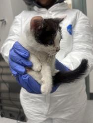 Shelter Stray Female Cat last seen Oakland, CA , Oakland, CA 94601