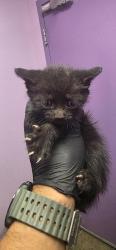 Shelter Stray Male Cat last seen El Paso, TX 79934, Fort Bliss, TX 79906