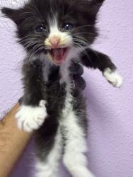 Shelter Stray Male Cat last seen Near JESUIT DR, EL PASO, TX, 79907, CITY of El Paso, TX, Fort Bliss, TX 79906
