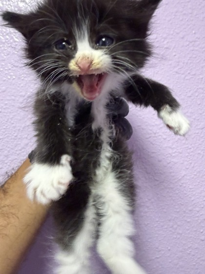 Shelter Stray Male Cat last seen Near JESUIT DR, EL PASO, TX, 79907, CITY of El Paso, TX, Fort Bliss, TX 79906