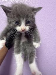 Shelter Stray Female Cat last seen Near JESUIT DR, EL PASO, TX, 79907, CITY of El Paso, TX, Fort Bliss, TX 79906