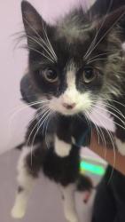 Shelter Stray Female Cat last seen Near JESUIT DR, EL PASO, TX, 79907, CITY of El Paso, TX, Fort Bliss, TX 79906