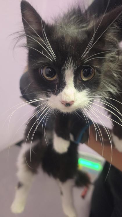 Shelter Stray Female Cat last seen Near JESUIT DR, EL PASO, TX, 79907, CITY of El Paso, TX, Fort Bliss, TX 79906
