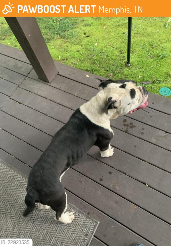 Found/Stray Male Dog last seen Carrollwood lane, Memphis, TN 38016