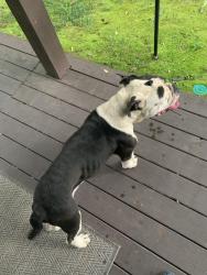 Found/Stray Male Dog last seen Carrollwood lane, Memphis, TN 38016