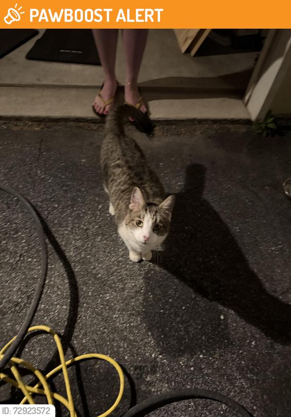 Found/Stray Female Cat last seen Eastlawn Gardens PA, Eastlawn Gardens, PA 18064
