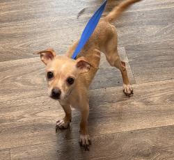 Shelter Stray Male Dog last seen Near Elm Street, San Diego, CA, 92101, San Diego, CA 92110