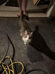Found/Stray Female Cat last seen Eastlawn Gardens PA, Eastlawn Gardens, PA 18064