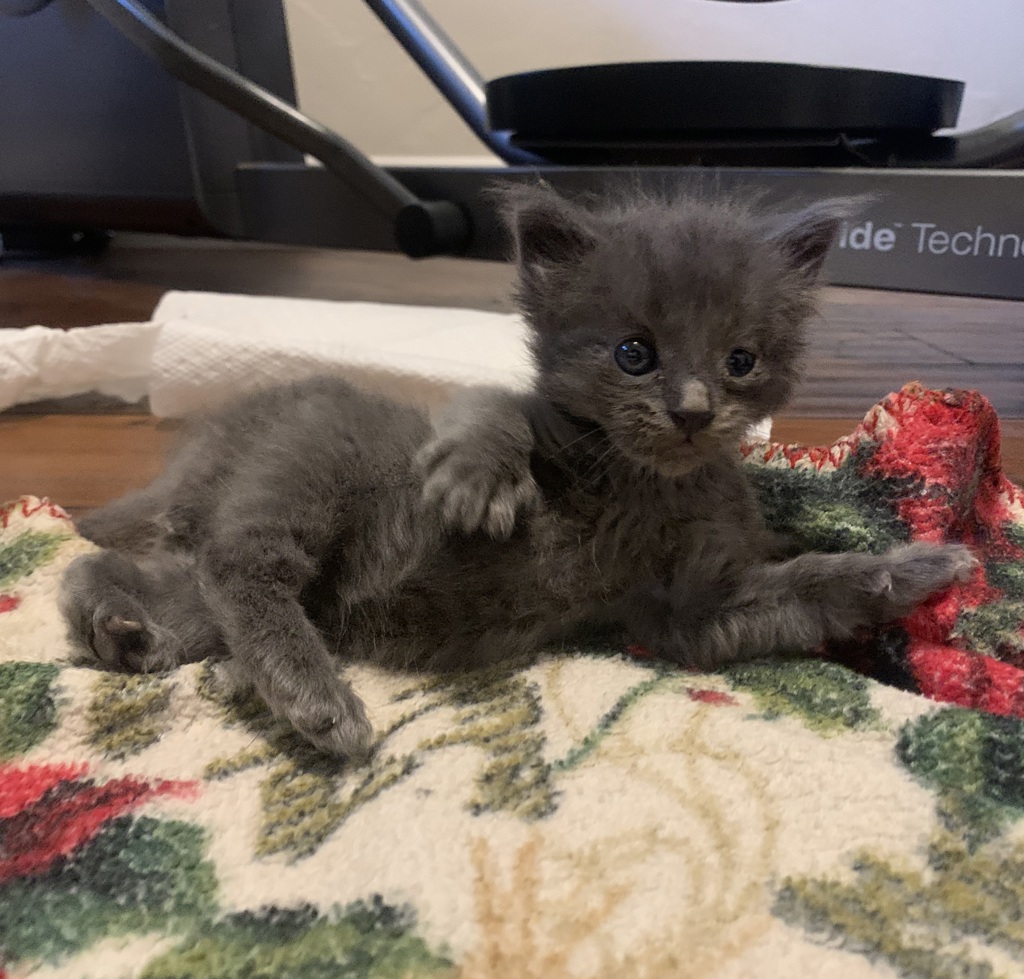 Shelter Stray Male Cat last seen Chestnut st, LIVERMORE, CA, 94551, 8323 Baldwin St, Oakland, CA 94621, USA