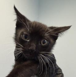 Shelter Stray Male Cat last seen Hollister Street, San Diego, CA, 92154, San Diego, CA 92110