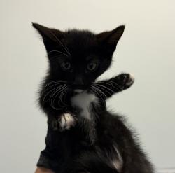 Shelter Stray Male Cat last seen Hollister Street, San Diego, CA, 92154, San Diego, CA 92110