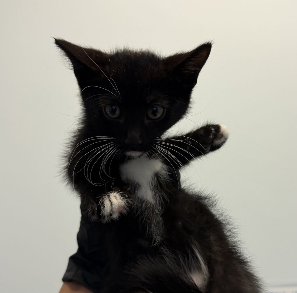 Shelter Stray Male Cat last seen Hollister Street, San Diego, CA, 92154, San Diego, CA 92110