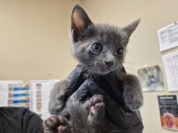 Shelter Stray Female Cat last seen Near Heritage Street, Oceanside, CA, 92058, Oceanside, CA 92058