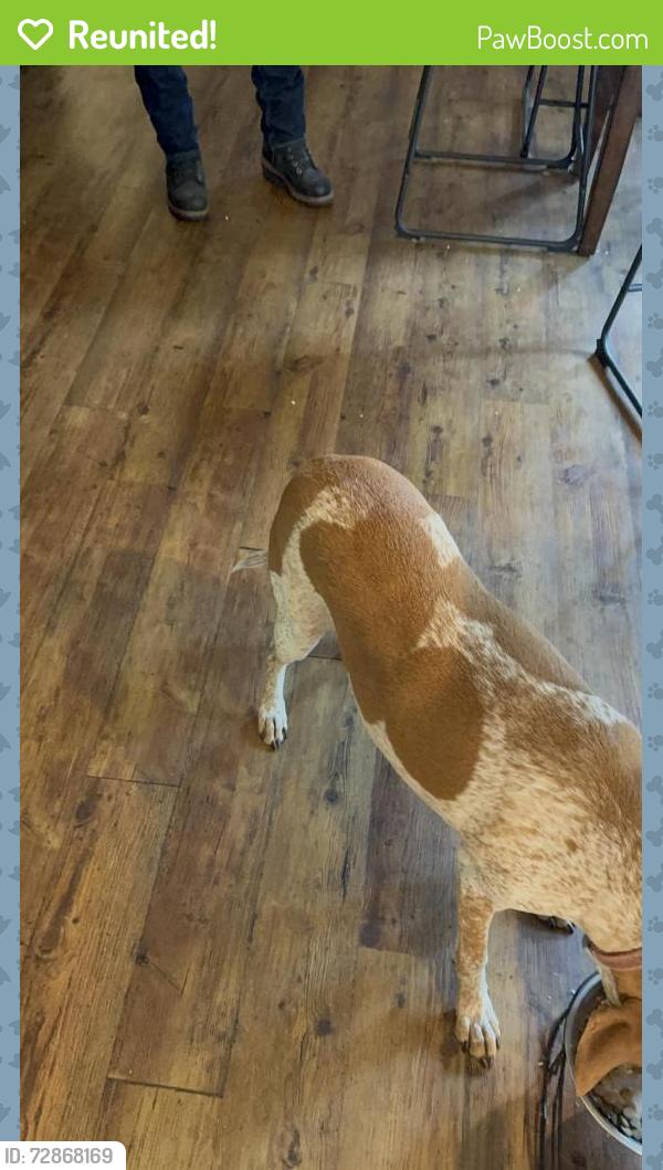 Reunited Female Dog last seen Pine , Edmonds, WA 98020