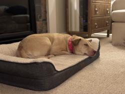 Reunited Female Dog last seen Forest hse pickle ball courts, Bend, OR 97707