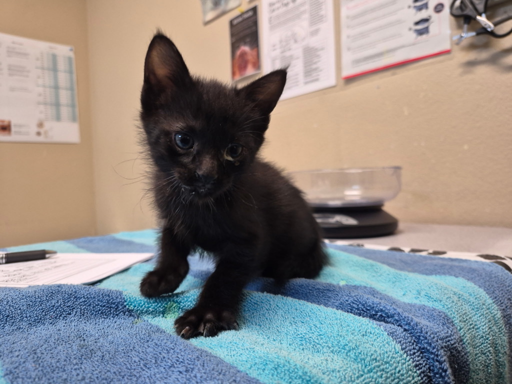 Shelter Stray Female Cat last seen Near Heritage Street, Oceanside, CA, 92058, Oceanside, CA 92058