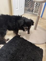 Lost Female Dog last seen Ridge medow and Green  circle, San Antonio, TX 78233